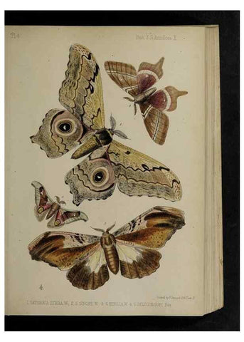 Reproducción/Reproduction 48991823108: Proceedings of the Zoological Society of London.. London :Academic Press, [etc.],1833-1965.. 