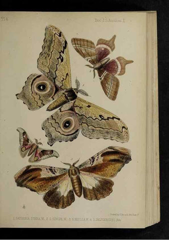 Reproducción/Reproduction 48991823108: Proceedings of the Zoological Society of London.. London :Academic Press, [etc.],1833-1965.. 