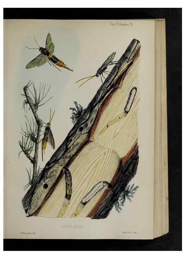Reproducción/Reproduction 48991823888: Proceedings of the Zoological Society of London.. London :Academic Press, [etc.],1833-1965.. 