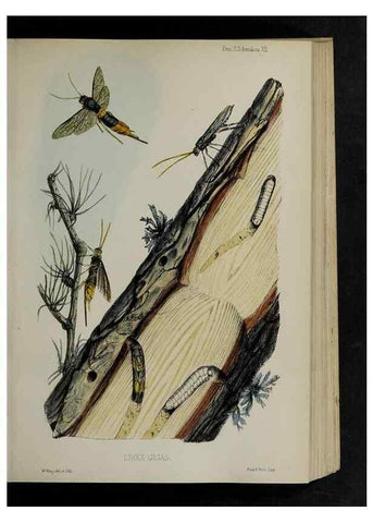 Reproducción/Reproduction 48991823888: Proceedings of the Zoological Society of London.. London :Academic Press, [etc.],1833-1965.. 