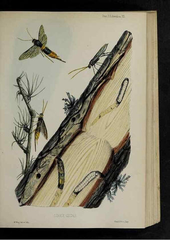 Reproducción/Reproduction 48991823888: Proceedings of the Zoological Society of London.. London :Academic Press, [etc.],1833-1965.. 