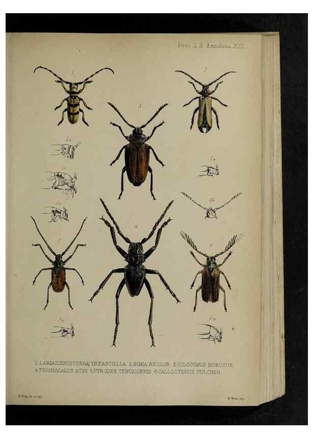 Reproducción/Reproduction 48992567147: Proceedings of the Zoological Society of London.. London :Academic Press, [etc.],1833-1965.. 