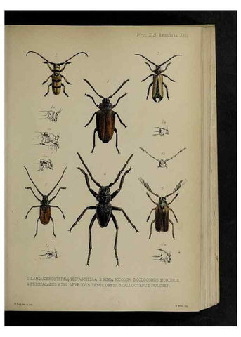 Reproducción/Reproduction 48992567147: Proceedings of the Zoological Society of London.. London :Academic Press, [etc.],1833-1965.. 
