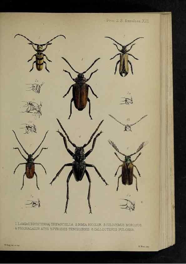 Reproducción/Reproduction 48992567147: Proceedings of the Zoological Society of London.. London :Academic Press, [etc.],1833-1965.. 