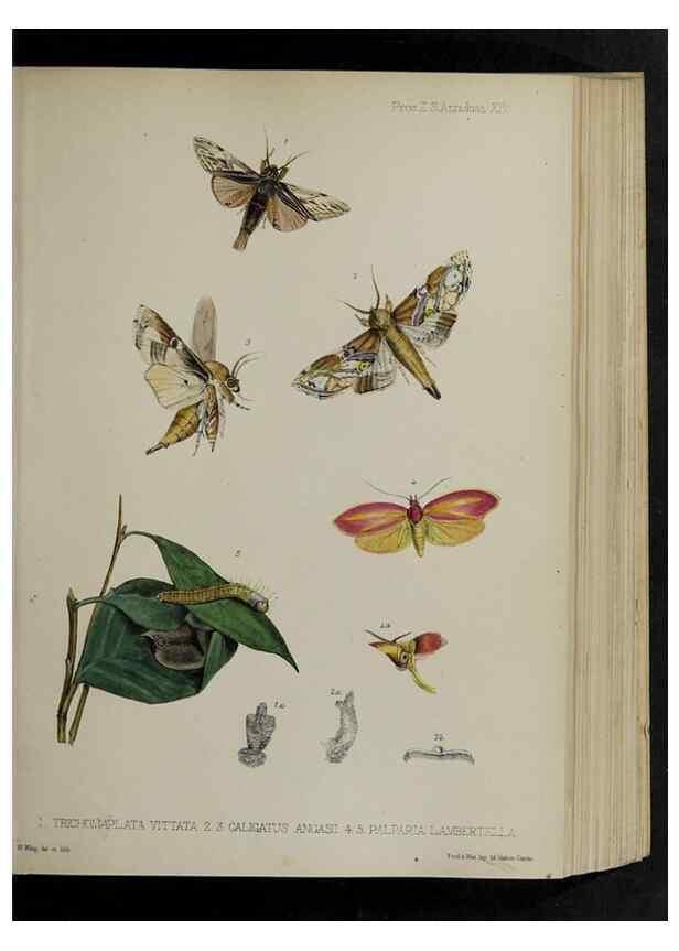 Reproducción/Reproduction 48992567532: Proceedings of the Zoological Society of London.. London :Academic Press, [etc.],1833-1965.. 