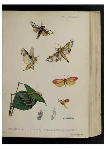 Reproducción/Reproduction 48992567532: Proceedings of the Zoological Society of London.. London :Academic Press, [etc.],1833-1965.. 