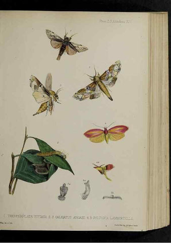 Reproducción/Reproduction 48992567532: Proceedings of the Zoological Society of London.. London :Academic Press, [etc.],1833-1965.. 