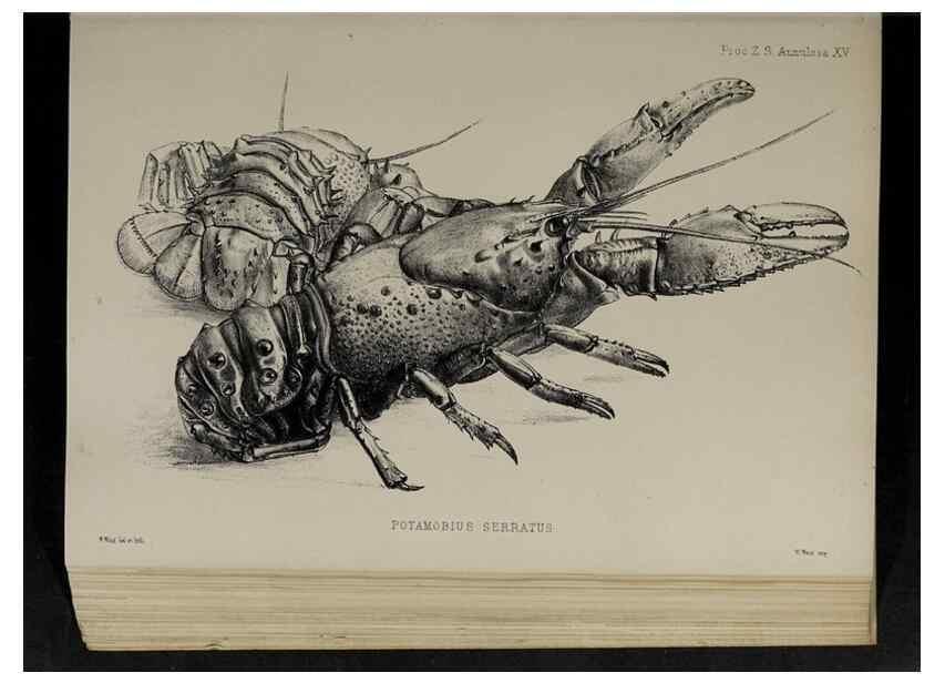 Reproducción/Reproduction 48992567952: Proceedings of the Zoological Society of London.. London :Academic Press, [etc.],1833-1965.. 
