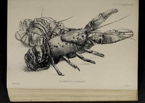 Reproducción/Reproduction 48992567952: Proceedings of the Zoological Society of London.. London :Academic Press, [etc.],1833-1965.. 
