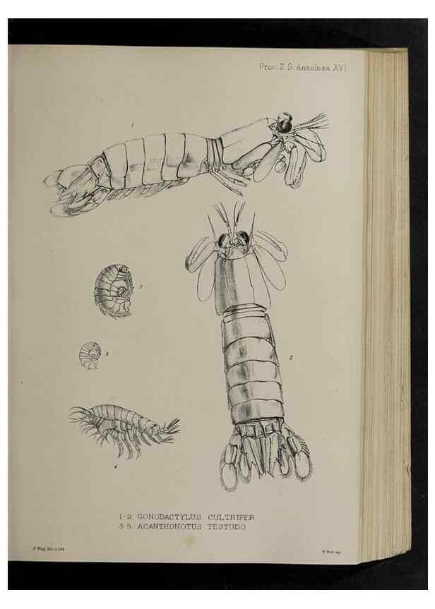Reproducción/Reproduction 48991825528: Proceedings of the Zoological Society of London.. London :Academic Press, [etc.],1833-1965.. 