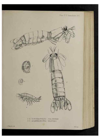 Reproducción/Reproduction 48991825528: Proceedings of the Zoological Society of London.. London :Academic Press, [etc.],1833-1965.. 