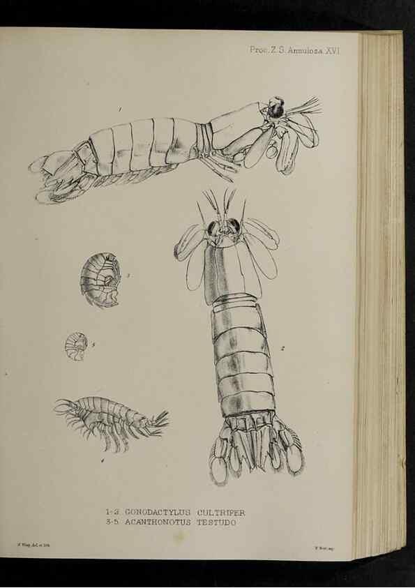 Reproducción/Reproduction 48991825528: Proceedings of the Zoological Society of London.. London :Academic Press, [etc.],1833-1965.. 