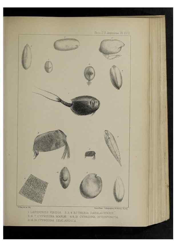 Reproducción/Reproduction 48992371571: Proceedings of the Zoological Society of London.. London :Academic Press, [etc.],1833-1965.. 