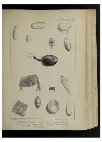 Reproducción/Reproduction 48992371571: Proceedings of the Zoological Society of London.. London :Academic Press, [etc.],1833-1965.. 