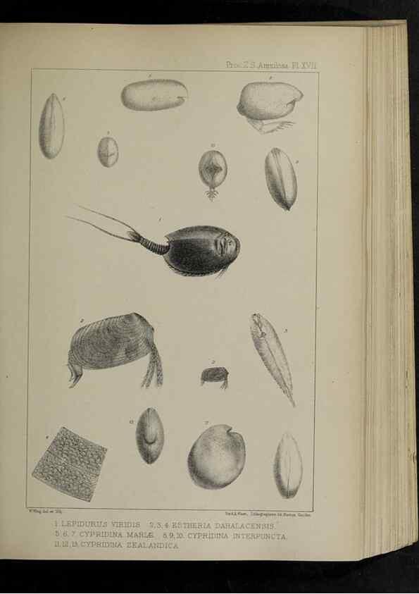 Reproducción/Reproduction 48992371571: Proceedings of the Zoological Society of London.. London :Academic Press, [etc.],1833-1965.. 
