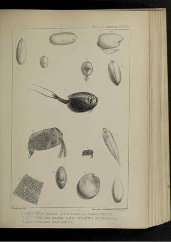 Reproducción/Reproduction 48992371571: Proceedings of the Zoological Society of London.. London :Academic Press, [etc.],1833-1965.. 