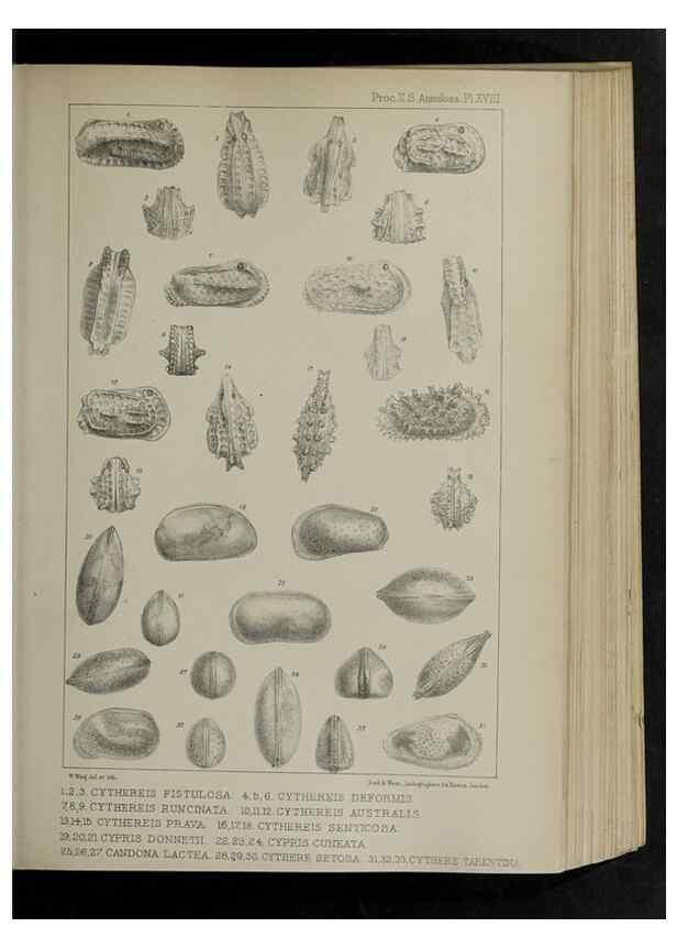Reproducción/Reproduction 48992371946: Proceedings of the Zoological Society of London.. London :Academic Press, [etc.],1833-1965.. 
