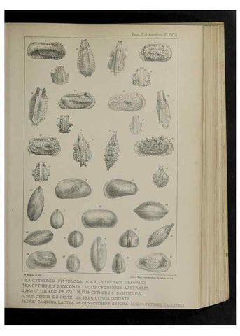 Reproducción/Reproduction 48992371946: Proceedings of the Zoological Society of London.. London :Academic Press, [etc.],1833-1965.. 