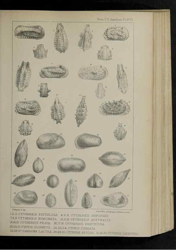 Reproducción/Reproduction 48992371946: Proceedings of the Zoological Society of London.. London :Academic Press, [etc.],1833-1965.. 