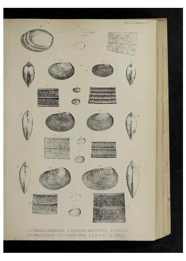 Reproducción/Reproduction 48991823438: Proceedings of the Zoological Society of London.. London :Academic Press, [etc.],1833-1965.. 