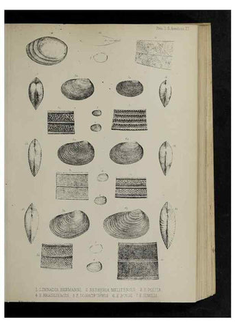 Reproducción/Reproduction 48991823438: Proceedings of the Zoological Society of London.. London :Academic Press, [etc.],1833-1965.. 