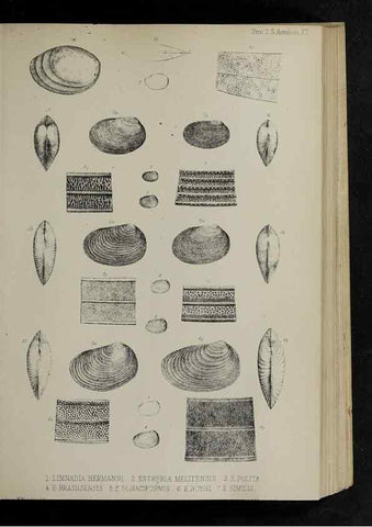 Reproducción/Reproduction 48991823438: Proceedings of the Zoological Society of London.. London :Academic Press, [etc.],1833-1965.. 