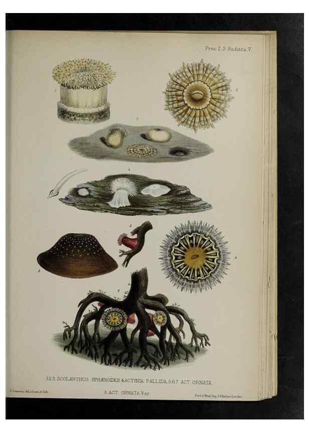 Reproducción/Reproduction 48992592987: Proceedings of the Zoological Society of London.. London :Academic Press, [etc.],1833-1965.. 
