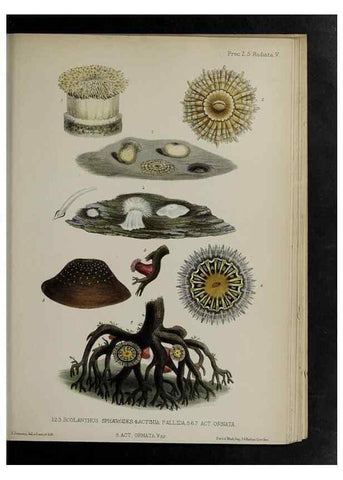 Reproducción/Reproduction 48992592987: Proceedings of the Zoological Society of London.. London :Academic Press, [etc.],1833-1965.. 