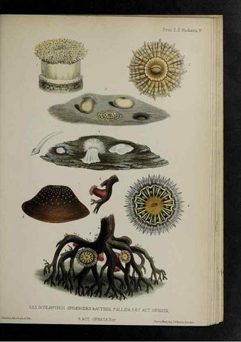 Reproducción/Reproduction 48992592987: Proceedings of the Zoological Society of London.. London :Academic Press, [etc.],1833-1965.. 