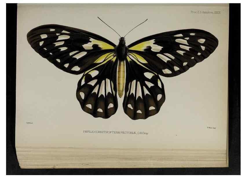 Reproducción/Reproduction 48992380421: Proceedings of the Zoological Society of London.. London :Academic Press, [etc.],1833-1965.. 