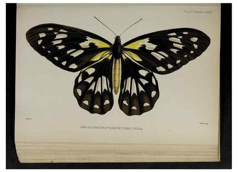 Reproducción/Reproduction 48992380421: Proceedings of the Zoological Society of London.. London :Academic Press, [etc.],1833-1965.. 