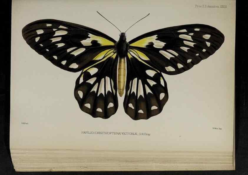 Reproducción/Reproduction 48992380421: Proceedings of the Zoological Society of London.. London :Academic Press, [etc.],1833-1965.. 