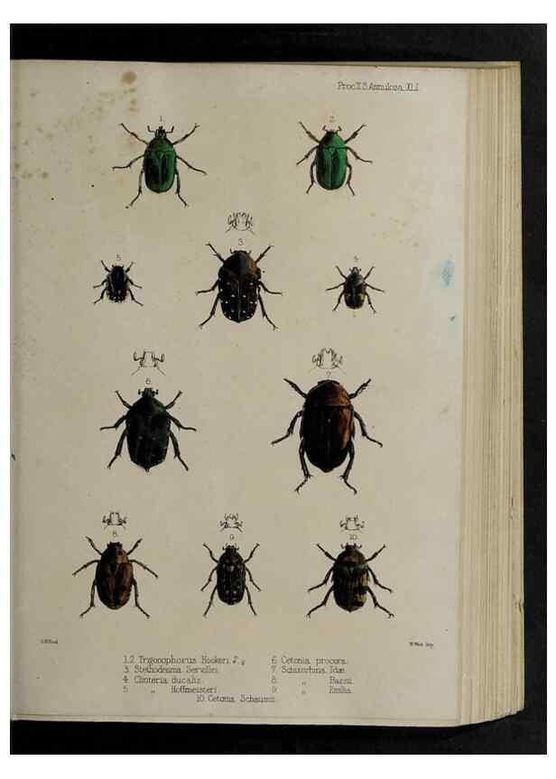 Reproducción/Reproduction 48991835893: Proceedings of the Zoological Society of London.. London :Academic Press, [etc.],1833-1965.. 