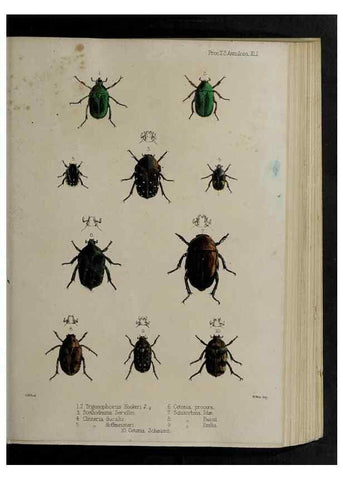 Reproducción/Reproduction 48991835893: Proceedings of the Zoological Society of London.. London :Academic Press, [etc.],1833-1965.. 