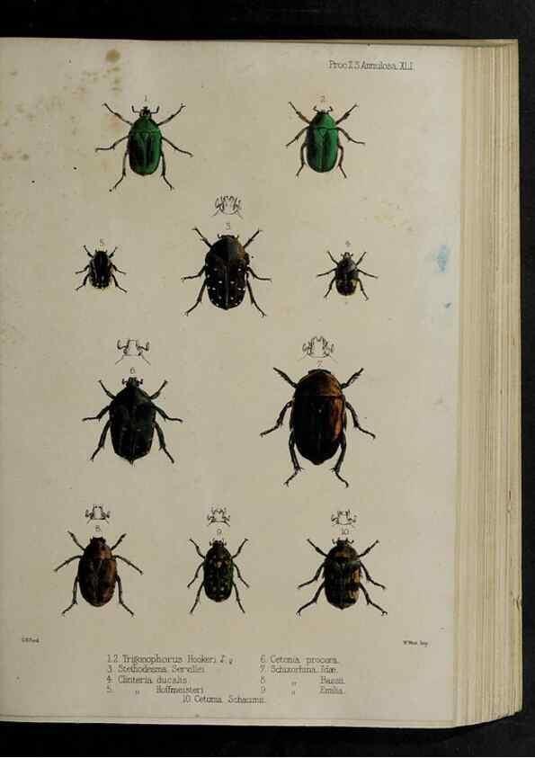 Reproducción/Reproduction 48991835893: Proceedings of the Zoological Society of London.. London :Academic Press, [etc.],1833-1965.. 