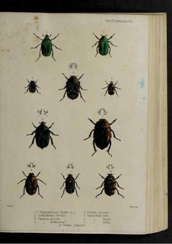 Reproducción/Reproduction 48991835893: Proceedings of the Zoological Society of London.. London :Academic Press, [etc.],1833-1965.. 