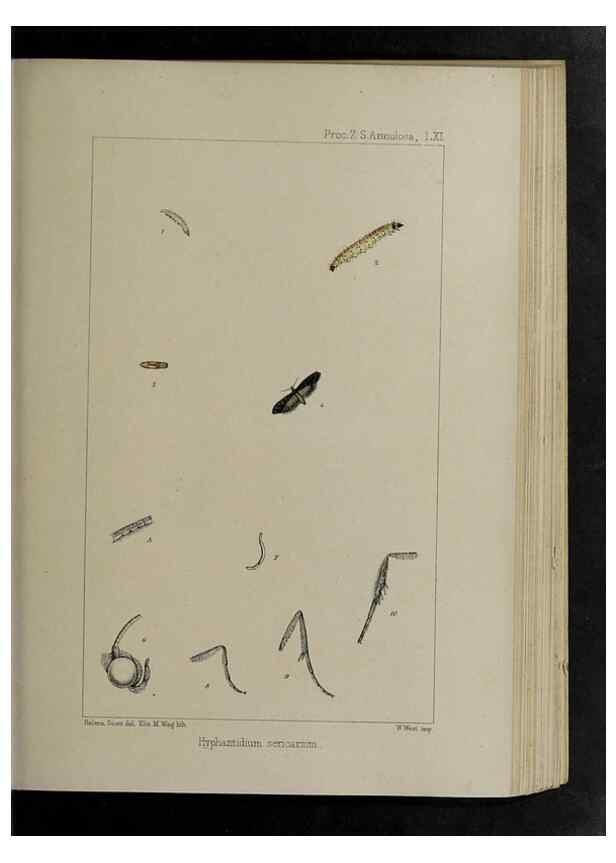 Reproducción/Reproduction 48991844293: Proceedings of the Zoological Society of London.. London :Academic Press, [etc.],1833-1965.. 