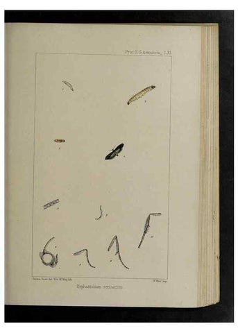 Reproducción/Reproduction 48991844293: Proceedings of the Zoological Society of London.. London :Academic Press, [etc.],1833-1965.. 