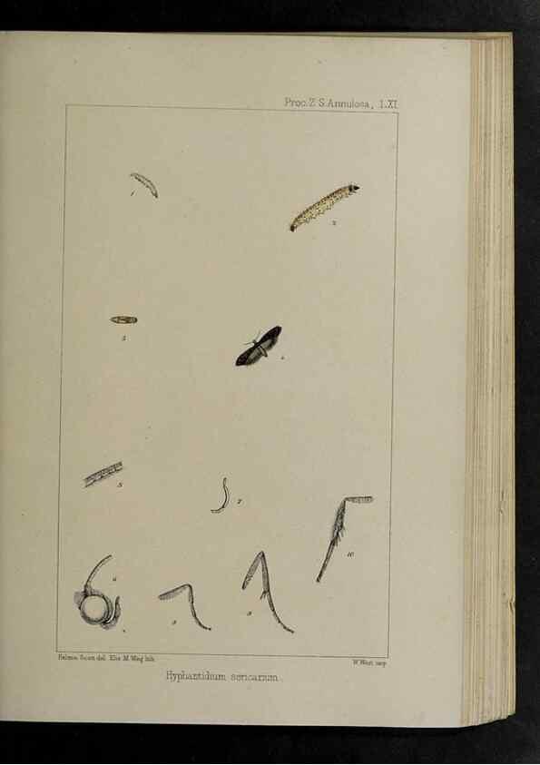 Reproducción/Reproduction 48991844293: Proceedings of the Zoological Society of London.. London :Academic Press, [etc.],1833-1965.. 