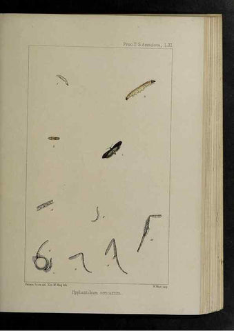Reproducción/Reproduction 48991844293: Proceedings of the Zoological Society of London.. London :Academic Press, [etc.],1833-1965.. 