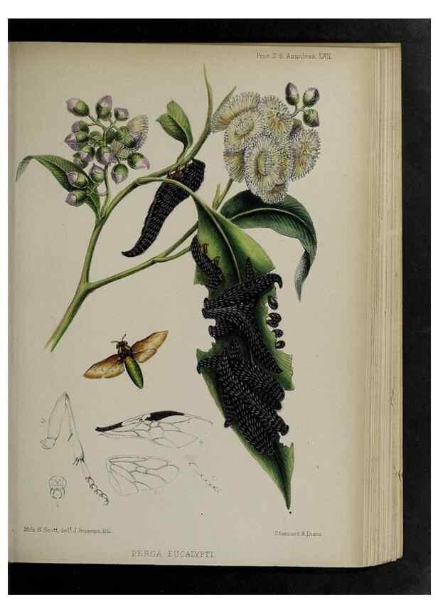 Reproducción/Reproduction 48992587217: Proceedings of the Zoological Society of London.. London :Academic Press, [etc.],1833-1965.. 