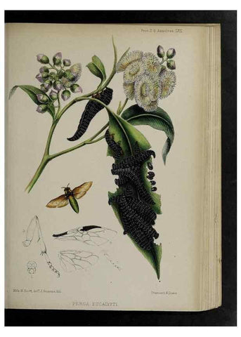 Reproducción/Reproduction 48992587217: Proceedings of the Zoological Society of London.. London :Academic Press, [etc.],1833-1965.. 