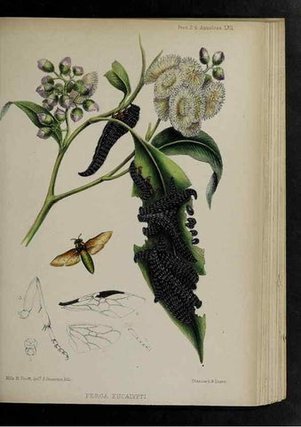 Reproducción/Reproduction 48992587217: Proceedings of the Zoological Society of London.. London :Academic Press, [etc.],1833-1965.. 