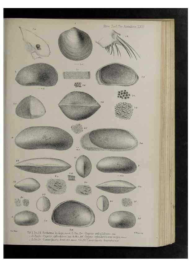 Reproducción/Reproduction 48991845148: Proceedings of the Zoological Society of London.. London :Academic Press, [etc.],1833-1965.. 