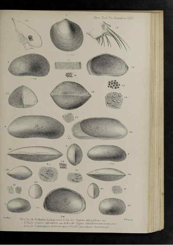 Reproducción/Reproduction 48991845148: Proceedings of the Zoological Society of London.. London :Academic Press, [etc.],1833-1965.. 
