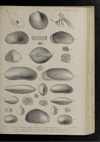 Reproducción/Reproduction 48991845148: Proceedings of the Zoological Society of London.. London :Academic Press, [etc.],1833-1965.. 