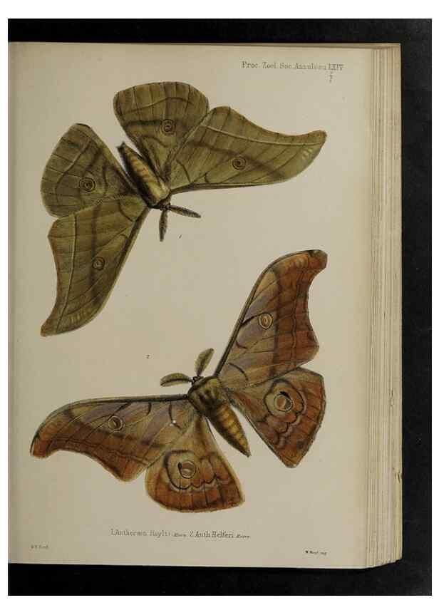 Reproducción/Reproduction 48991845608: Proceedings of the Zoological Society of London.. London :Academic Press, [etc.],1833-1965.. 