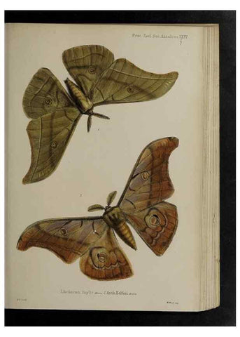 Reproducción/Reproduction 48991845608: Proceedings of the Zoological Society of London.. London :Academic Press, [etc.],1833-1965.. 