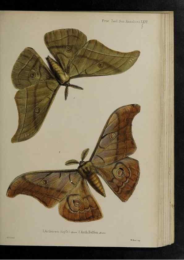 Reproducción/Reproduction 48991845608: Proceedings of the Zoological Society of London.. London :Academic Press, [etc.],1833-1965.. 