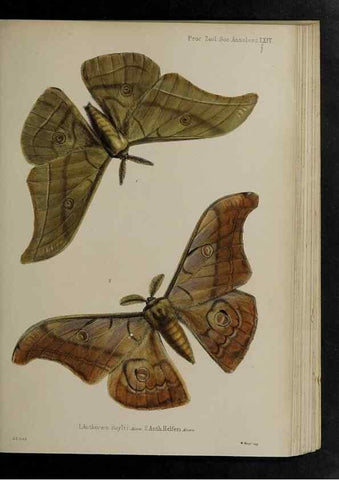 Reproducción/Reproduction 48991845608: Proceedings of the Zoological Society of London.. London :Academic Press, [etc.],1833-1965.. 